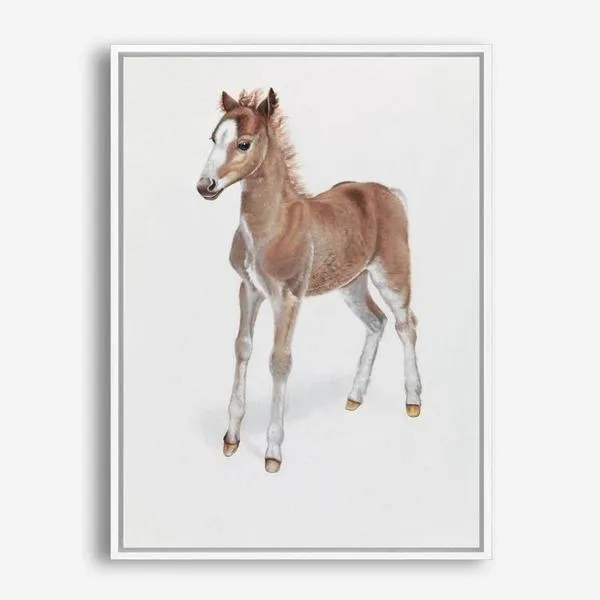 Baby Foal Canvas Print